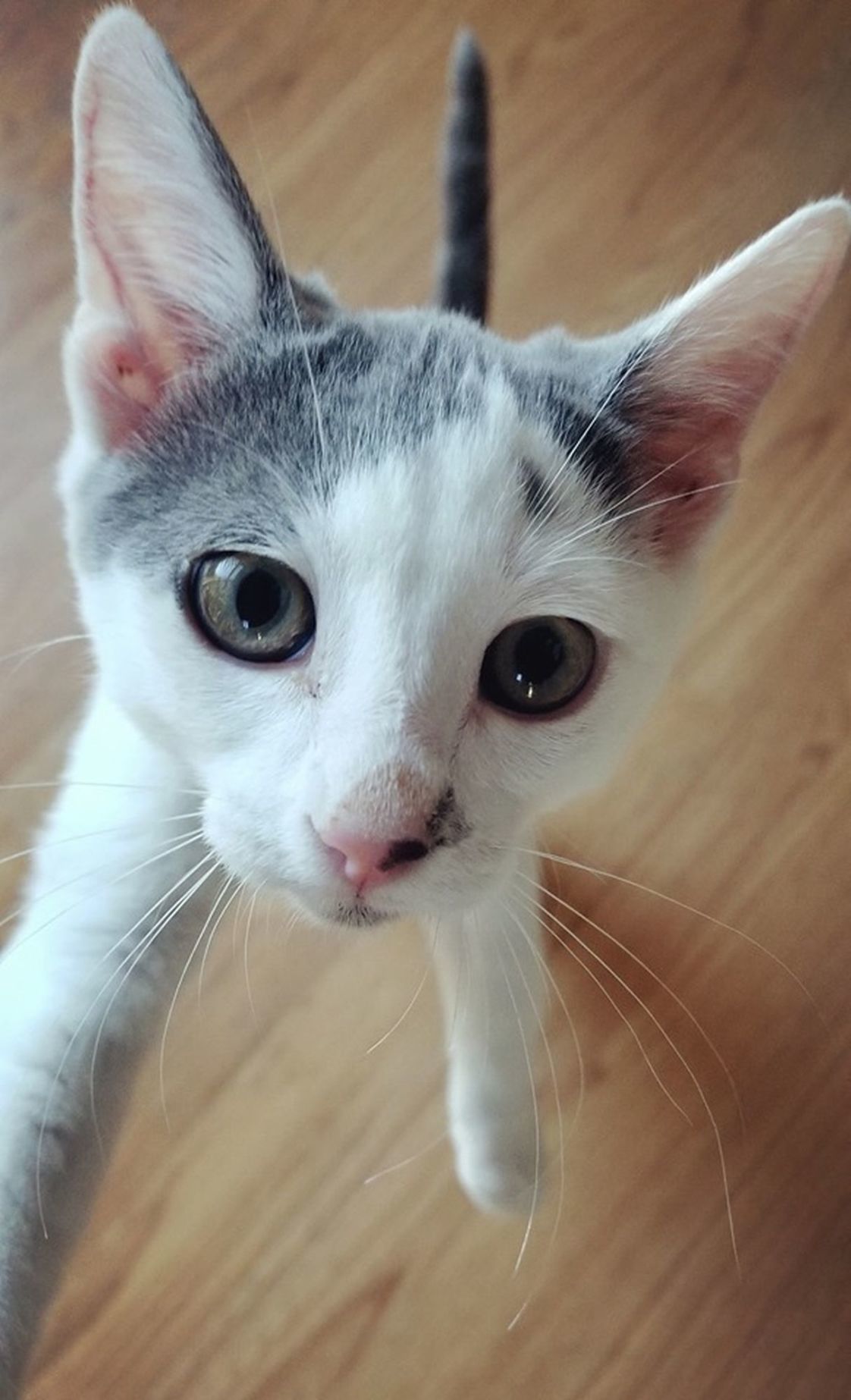 Adopt a Pet | Rooster